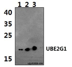 Anti-UBE2G1 Antibody from Bioworld Technology (BS61475) - Antibodies.com