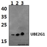 Anti-UBE2G1 Antibody from Bioworld Technology (BS61475) - Antibodies.com
