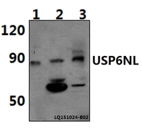 Anti-USP6NL Antibody from Bioworld Technology (BS61476) - Antibodies.com