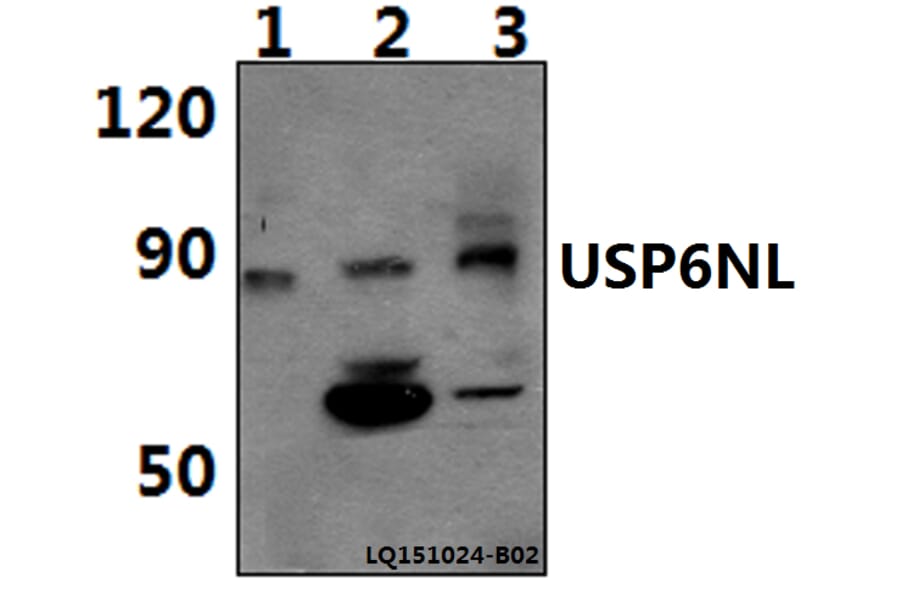 Anti-USP6NL Antibody from Bioworld Technology (BS61476) - Antibodies.com
