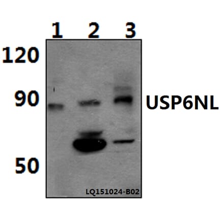 Anti-USP6NL Antibody from Bioworld Technology (BS61476) - Antibodies.com