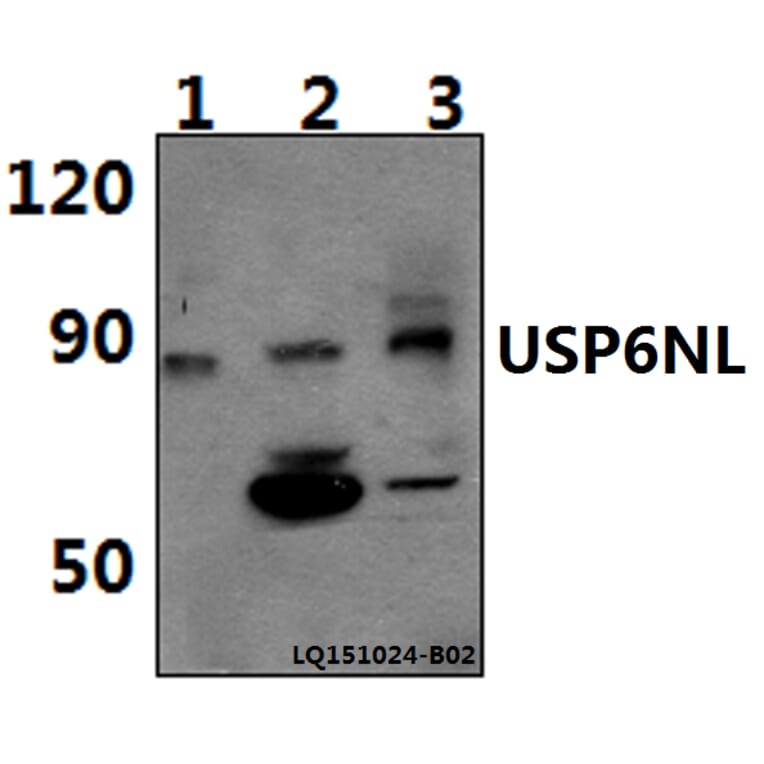 Anti-USP6NL Antibody from Bioworld Technology (BS61476) - Antibodies.com