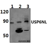 Anti-USP6NL Antibody from Bioworld Technology (BS61476) - Antibodies.com