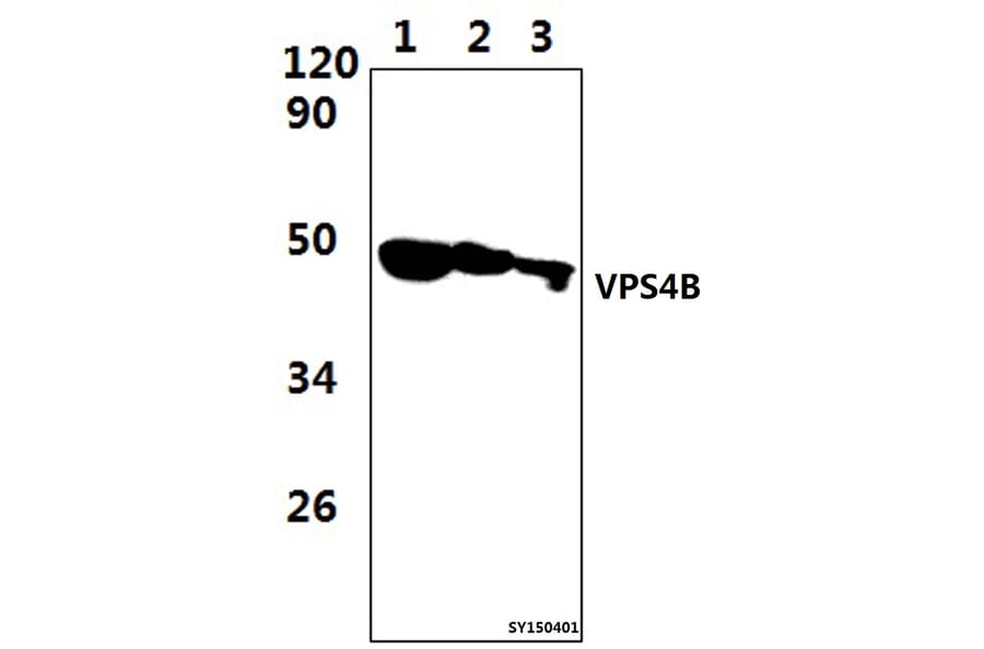 Anti-VPS4B Antibody from Bioworld Technology (BS61477) - Antibodies.com