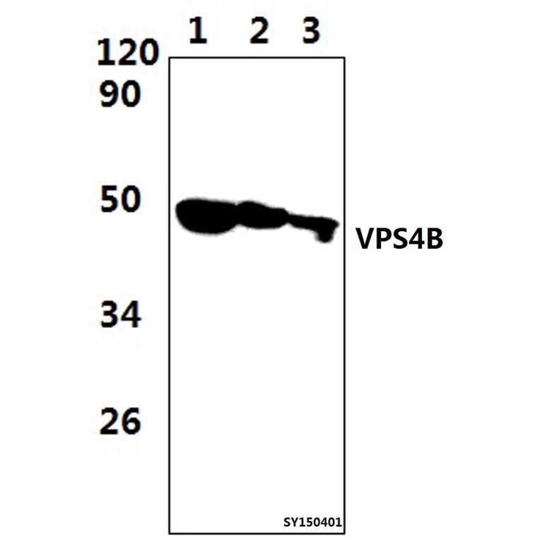 Anti-VPS4B Antibody from Bioworld Technology (BS61477) - Antibodies.com