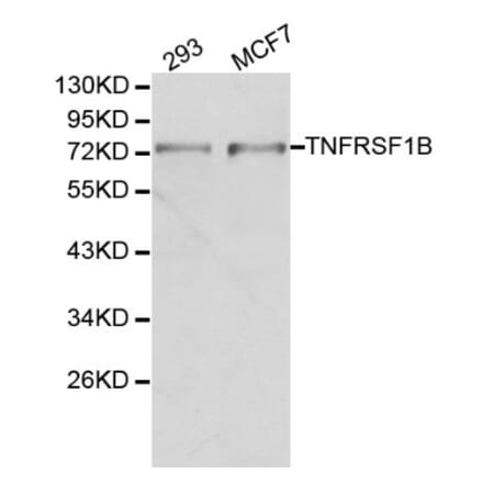 Anti-TNFRSF1B Antibody from Bioworld Technology (BS6148) - Antibodies.com