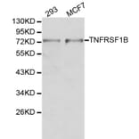 Anti-TNFRSF1B Antibody from Bioworld Technology (BS6148) - Antibodies.com