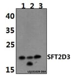Anti-SFT2D3 Antibody from Bioworld Technology (BS61480) - Antibodies.com