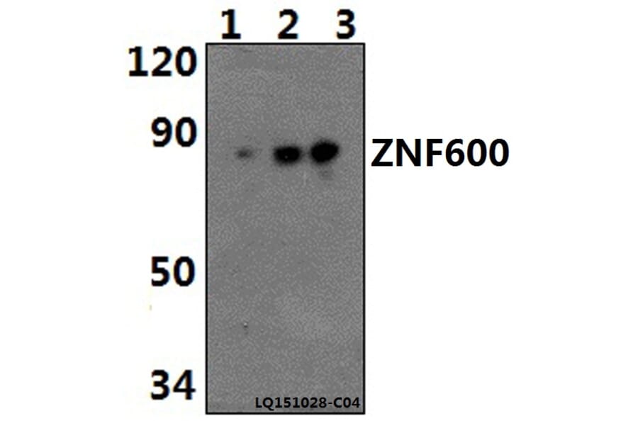 Anti-ZNF600 Antibody from Bioworld Technology (BS61485) - Antibodies.com
