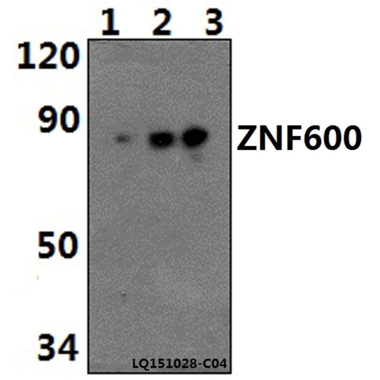 Anti-ZNF600 Antibody from Bioworld Technology (BS61485) - Antibodies.com