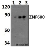 Anti-ZNF600 Antibody from Bioworld Technology (BS61485) - Antibodies.com