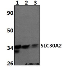 Anti-SLC30A2 Antibody from Bioworld Technology (BS61486) - Antibodies.com