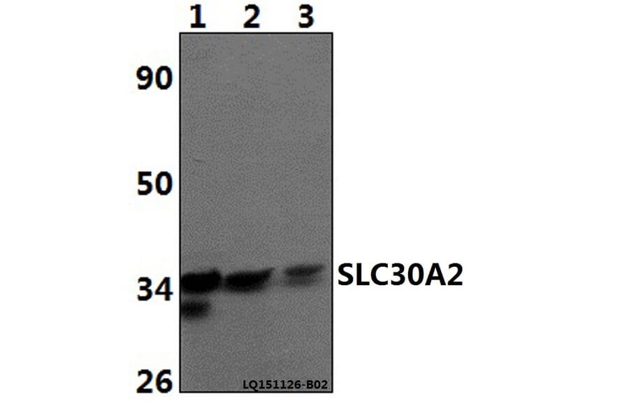 Anti-SLC30A2 Antibody from Bioworld Technology (BS61486) - Antibodies.com