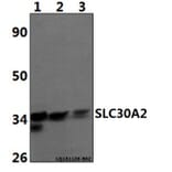 Anti-SLC30A2 Antibody from Bioworld Technology (BS61486) - Antibodies.com