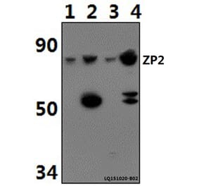 Anti-ZP2 Antibody from Bioworld Technology (BS61487) - Antibodies.com