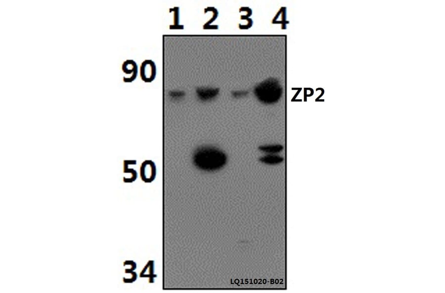 Anti-ZP2 Antibody from Bioworld Technology (BS61487) - Antibodies.com