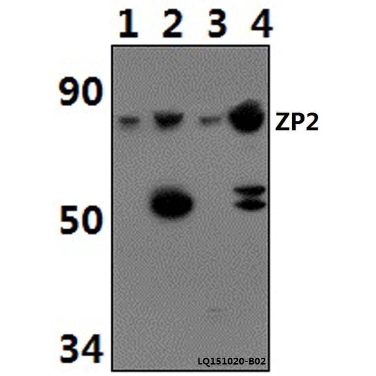 Anti-ZP2 Antibody from Bioworld Technology (BS61487) - Antibodies.com