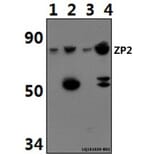 Anti-ZP2 Antibody from Bioworld Technology (BS61487) - Antibodies.com