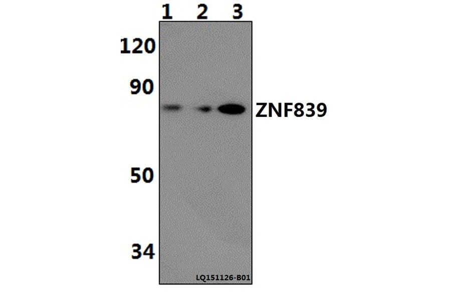 Anti-ZNF839 Antibody from Bioworld Technology (BS61488) - Antibodies.com