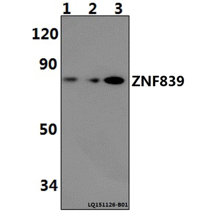 Anti-ZNF839 Antibody from Bioworld Technology (BS61488) - Antibodies.com
