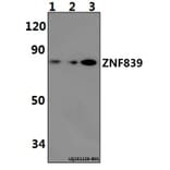Anti-ZNF839 Antibody from Bioworld Technology (BS61488) - Antibodies.com