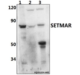 Anti-SETMAR Antibody from Bioworld Technology (BS61494) - Antibodies.com