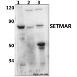 Anti-SETMAR Antibody from Bioworld Technology (BS61494) - Antibodies.com