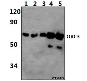 Anti-ORC3 Antibody from Bioworld Technology (BS61495) - Antibodies.com