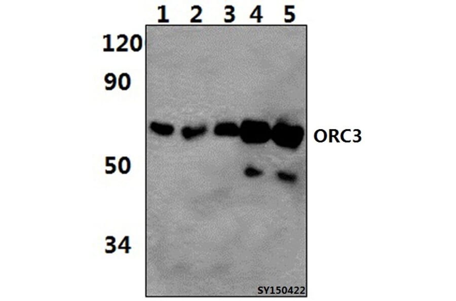 Anti-ORC3 Antibody from Bioworld Technology (BS61495) - Antibodies.com