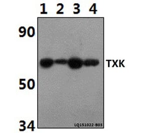 Anti-TXK Antibody from Bioworld Technology (BS61497) - Antibodies.com
