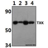 Anti-TXK Antibody from Bioworld Technology (BS61497) - Antibodies.com