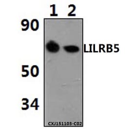 Anti-LILRB5 Antibody from Bioworld Technology (BS61498) - Antibodies.com