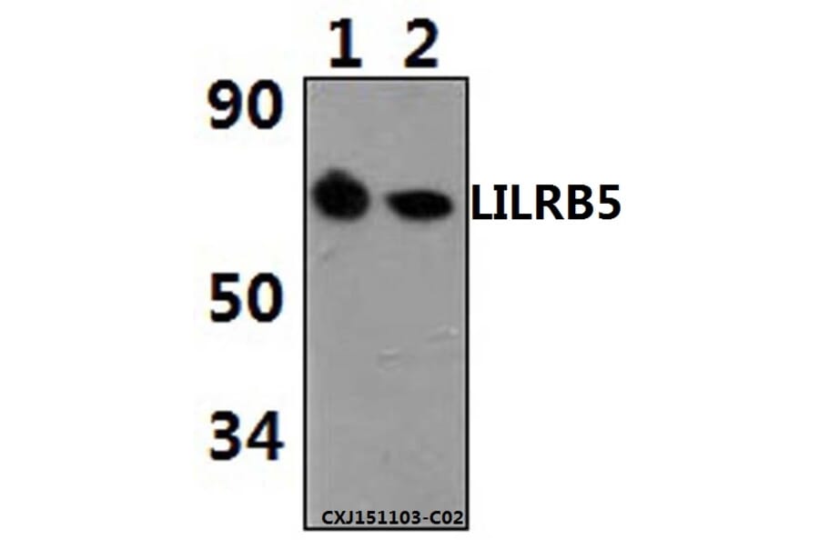 Anti-LILRB5 Antibody from Bioworld Technology (BS61498) - Antibodies.com