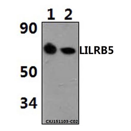 Anti-LILRB5 Antibody from Bioworld Technology (BS61498) - Antibodies.com