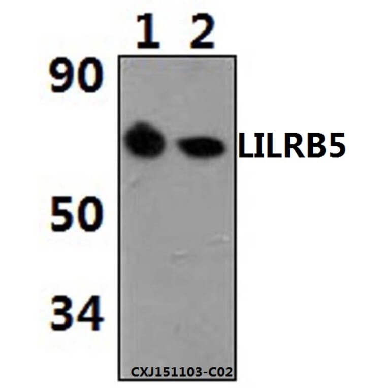 Anti-LILRB5 Antibody from Bioworld Technology (BS61498) - Antibodies.com