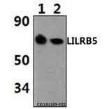 Anti-LILRB5 Antibody from Bioworld Technology (BS61498) - Antibodies.com