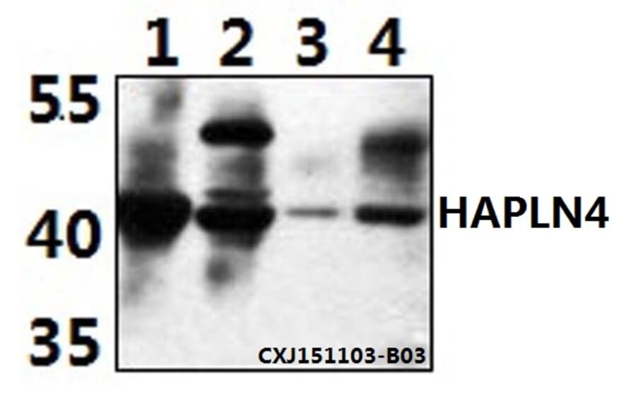 Anti-HAPLN4 Antibody from Bioworld Technology (BS61501) - Antibodies.com