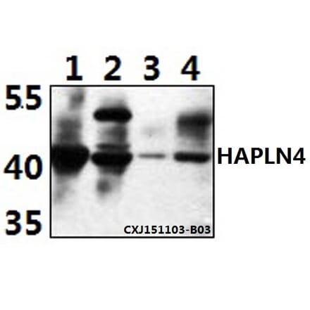 Anti-HAPLN4 Antibody from Bioworld Technology (BS61501) - Antibodies.com