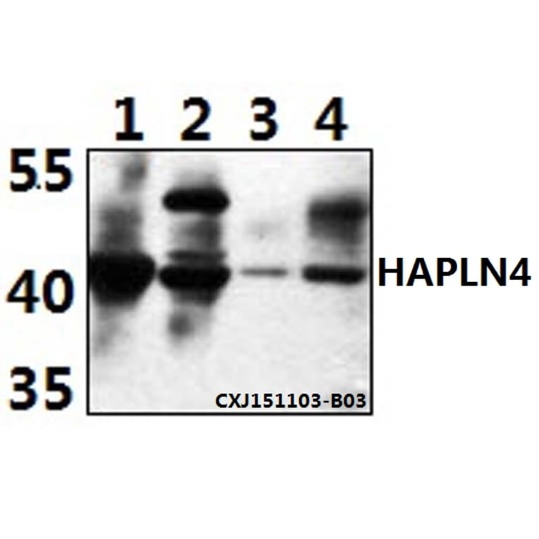 Anti-HAPLN4 Antibody from Bioworld Technology (BS61501) - Antibodies.com