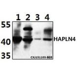 Anti-HAPLN4 Antibody from Bioworld Technology (BS61501) - Antibodies.com