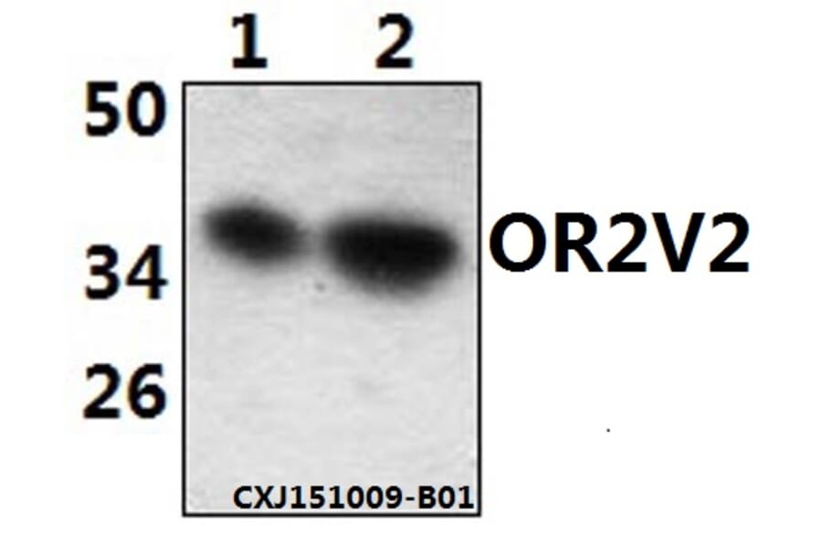 Anti-OR2V2 Antibody from Bioworld Technology (BS61502) - Antibodies.com