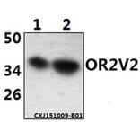 Anti-OR2V2 Antibody from Bioworld Technology (BS61502) - Antibodies.com