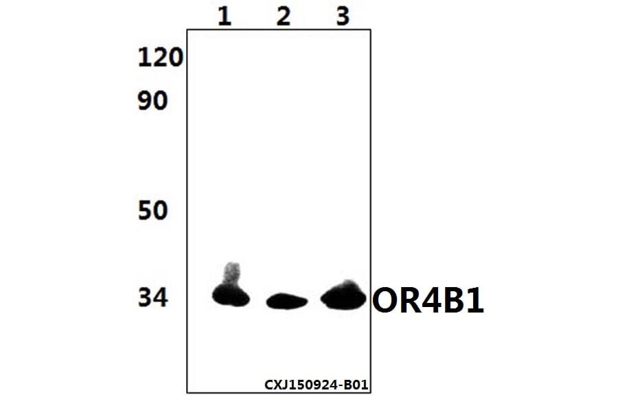 Anti-OR4B1 Antibody from Bioworld Technology (BS61503) - Antibodies.com