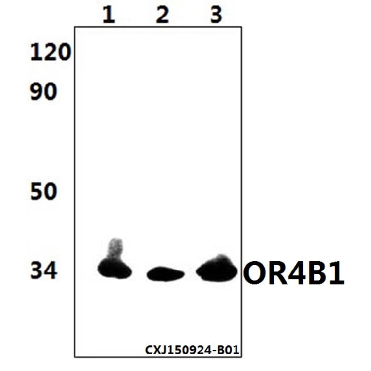 Anti-OR4B1 Antibody from Bioworld Technology (BS61503) - Antibodies.com