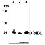 Anti-OR4B1 Antibody from Bioworld Technology (BS61503) - Antibodies.com