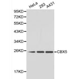 Anti-CBX5 Antibody from Bioworld Technology (BS6151) - Antibodies.com