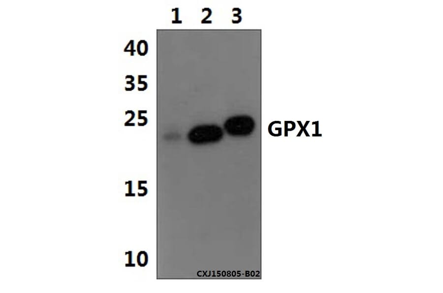 Anti-GPX1 Antibody from Bioworld Technology (BS61511) - Antibodies.com