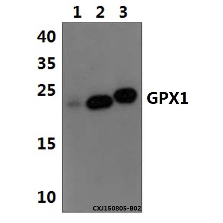 Anti-GPX1 Antibody from Bioworld Technology (BS61511) - Antibodies.com