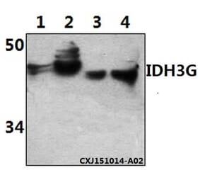 Anti-IDH3G Antibody from Bioworld Technology (BS61512) - Antibodies.com
