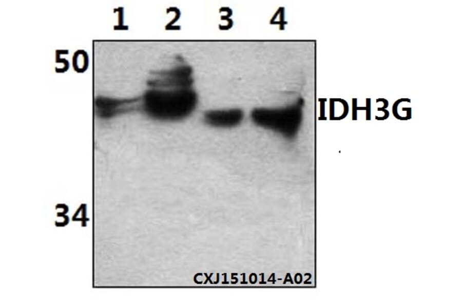 Anti-IDH3G Antibody from Bioworld Technology (BS61512) - Antibodies.com